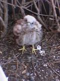 Cria de peneireiro