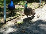 Aves