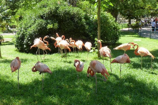 Flamingos-rubros