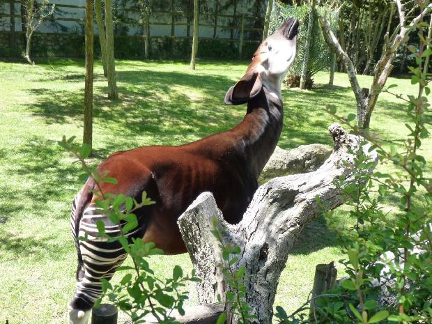 Okapi
