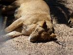 Grandes felinos