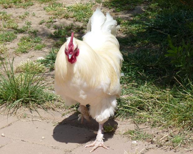 Galinha