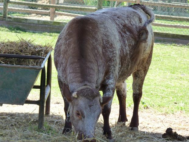 Vaca