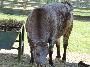 Vaca