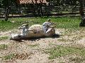 Cavalo