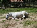 Cavalo