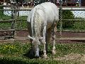 Cavalo
