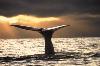 Baleeiro japonês suspende caça à baleia
