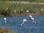 Aves