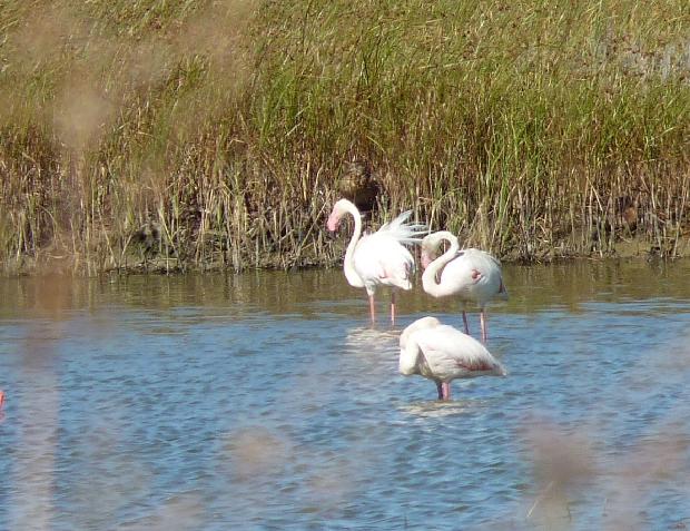 Flamingos