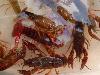 Lagostim-de-água-doce <i>(Procambarus clarkii)</i>