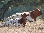 Flatulências de vaca provocam explosão em propriedade agrícola