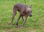 Perro Sin Pelo del Perú