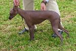 Cães