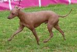 Cães