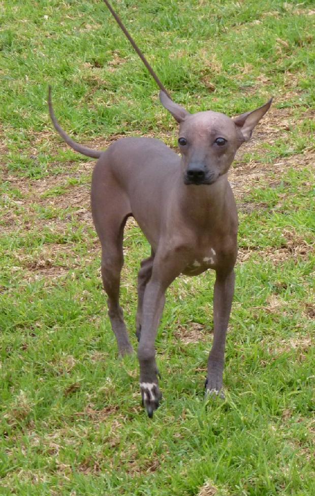 Cão Sem Pêlo do Perú