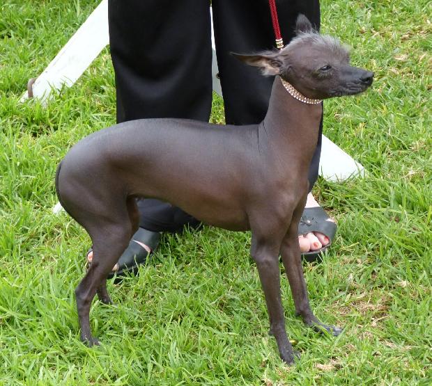 Cão Sem Pêlo do Perú