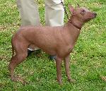 Cães
