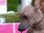 Cães