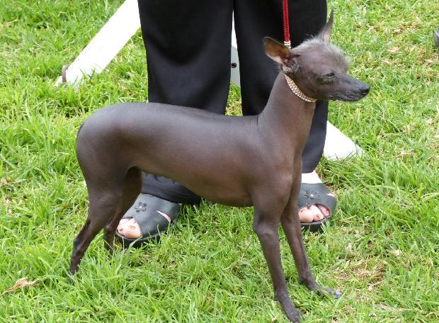 Cão Sem Pêlo do Perú