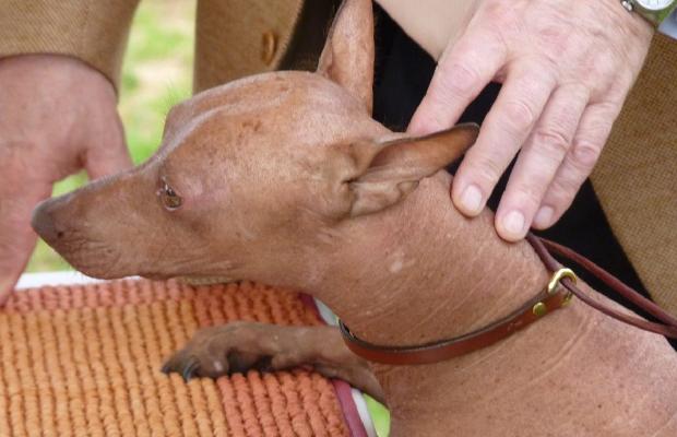 Cão Sem Pêlo do Perú
