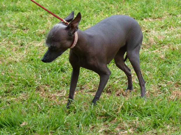 Cão Sem Pêlo do Perú