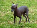 Cão Sem Pêlo do Perú