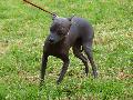 Cão Sem Pêlo do Perú