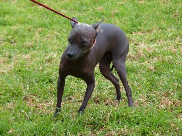 Cão Sem Pêlo do Perú