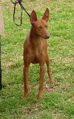 Cães