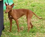 Cães