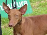 Cães