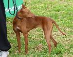 Cães