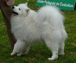 Cães