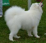 Cães
