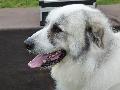 Cão de Montanha dos Pirinéus