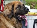 Leonberger