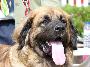 Leonberger