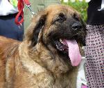 Leonberger