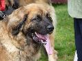 Leonberger