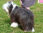 Cães