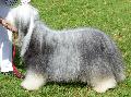 Bearded Collie