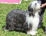 Bearded Collie