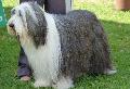 Bearded Collie