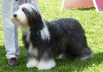Cães