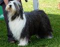Bearded Collie