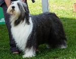 Cães