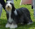 Bearded Collie