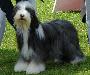 Bearded Collie