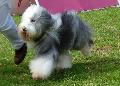 Bearded Collie